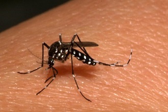 Aedes albopictus330x220