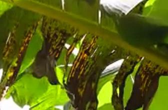 bananiers cercosporiose noire